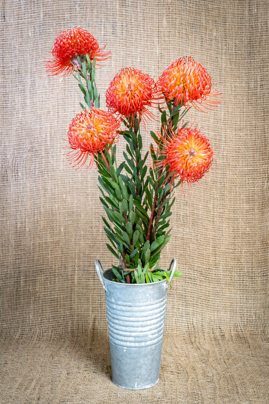 Leucospermum - Pin Cushion (Red)