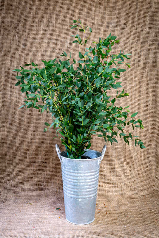 Eucalyptus - Gunnii