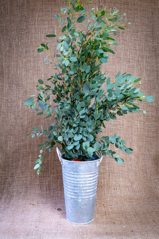 Eucalyptus - Parvifolia