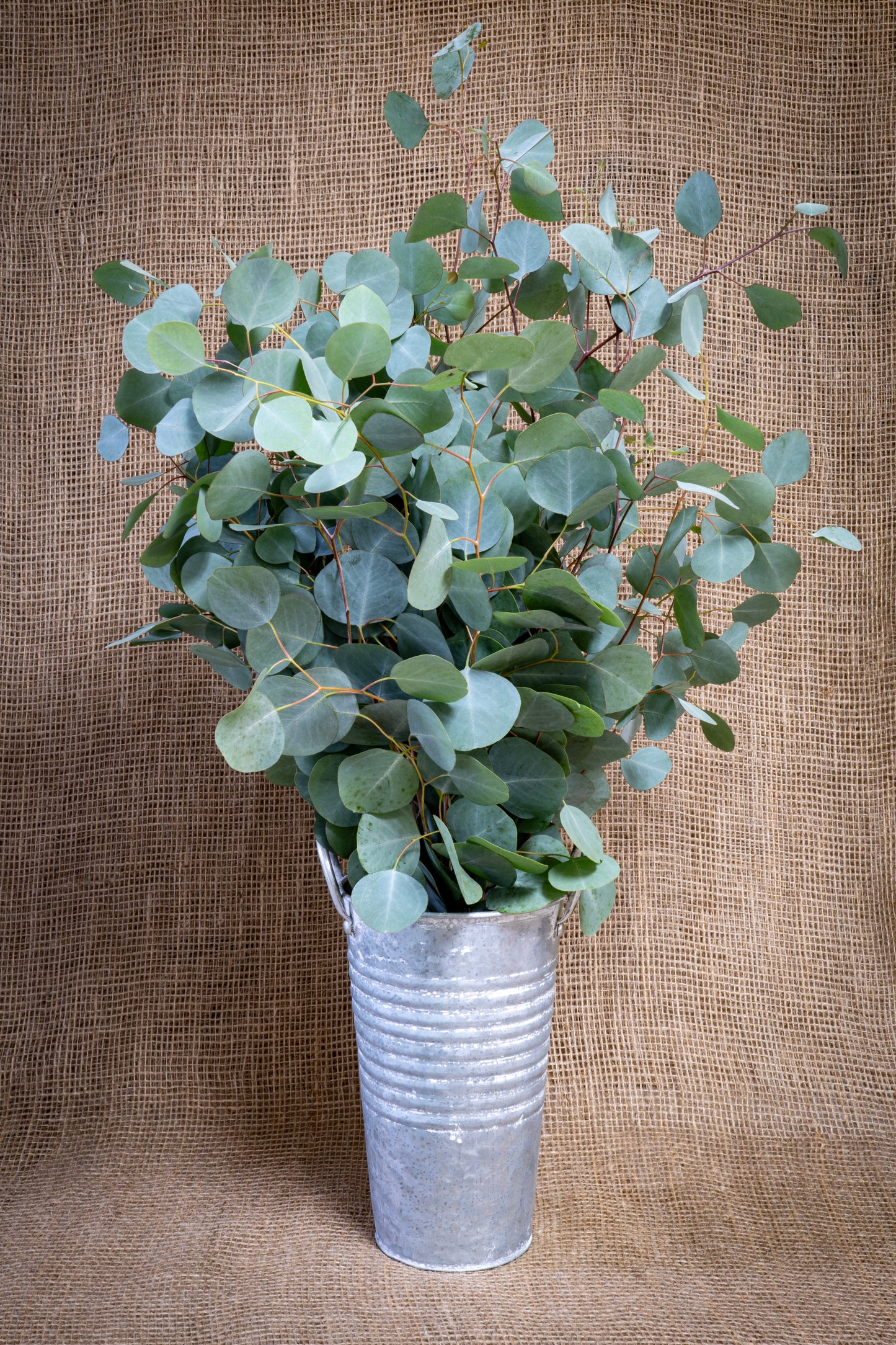 Eucalyptus - Silver Dollar