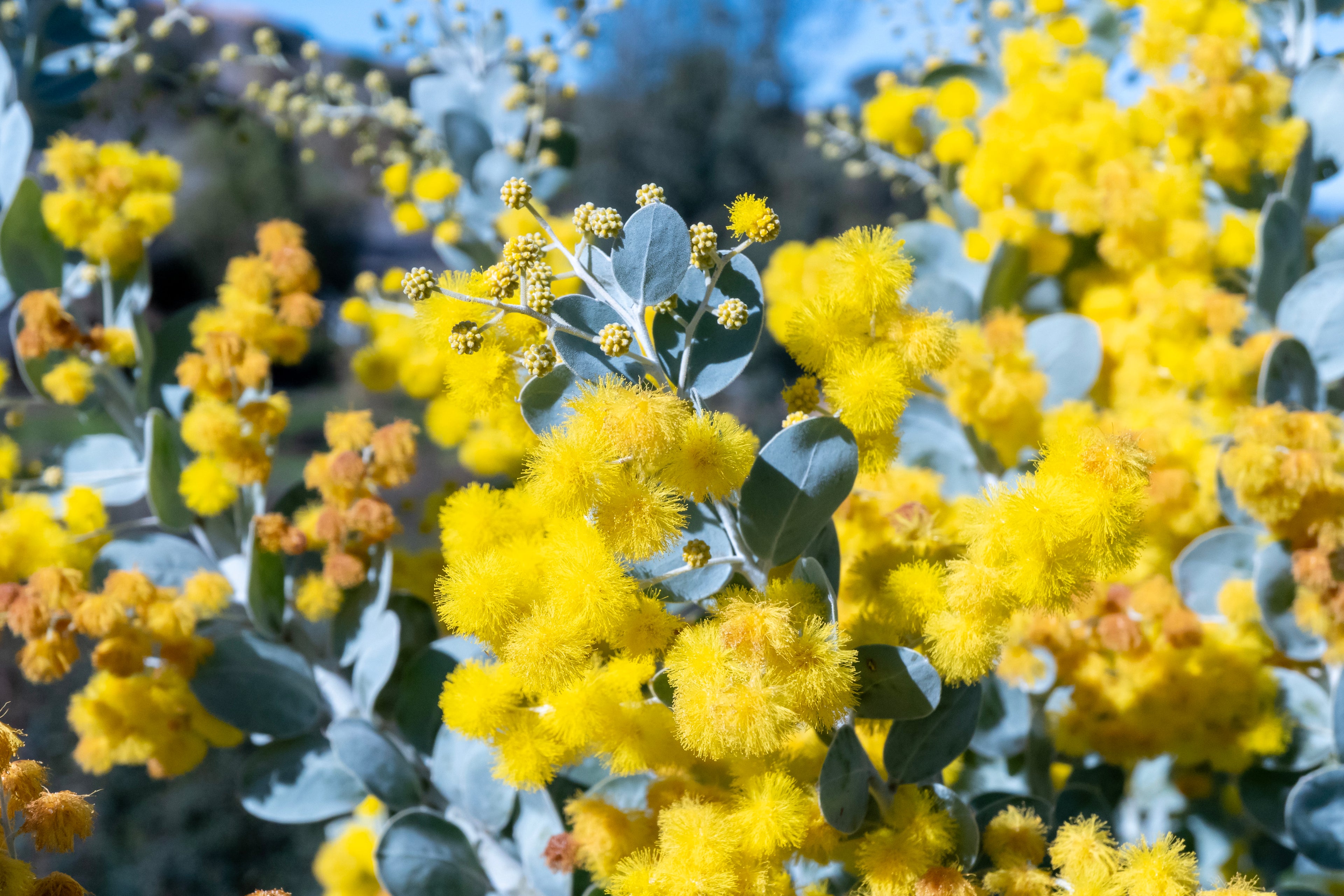 Pearl Acacia announces it bloom with fluffy yellow pom poms, although we typically remove them for shipping, as the primary trait that our clients love about this variety is the durable, yet elegant blue, green, and silver foliage