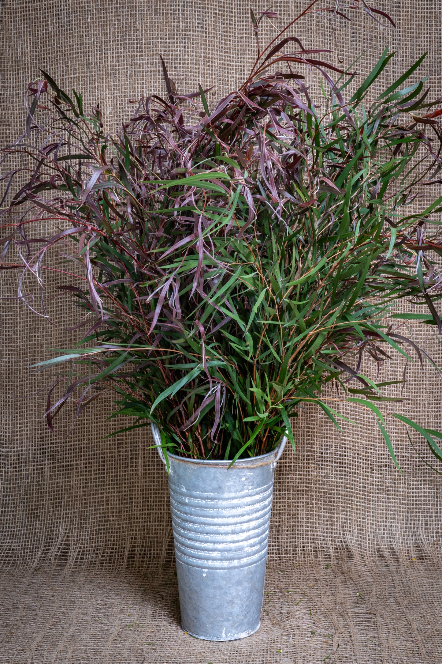 Burgundy Agonis