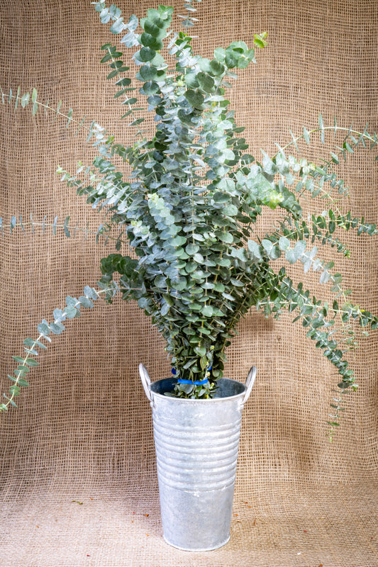 Especially Fragrant Baby Blue Eucalyptus available for wholesale florists, designers, and spas