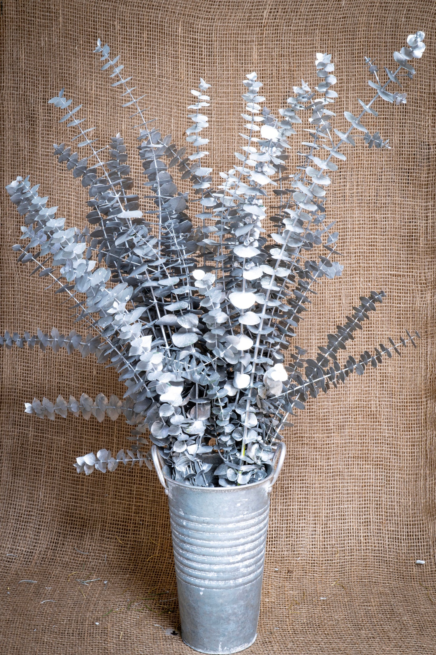 Eucalyptus - Baby Blue - Silver Tinted