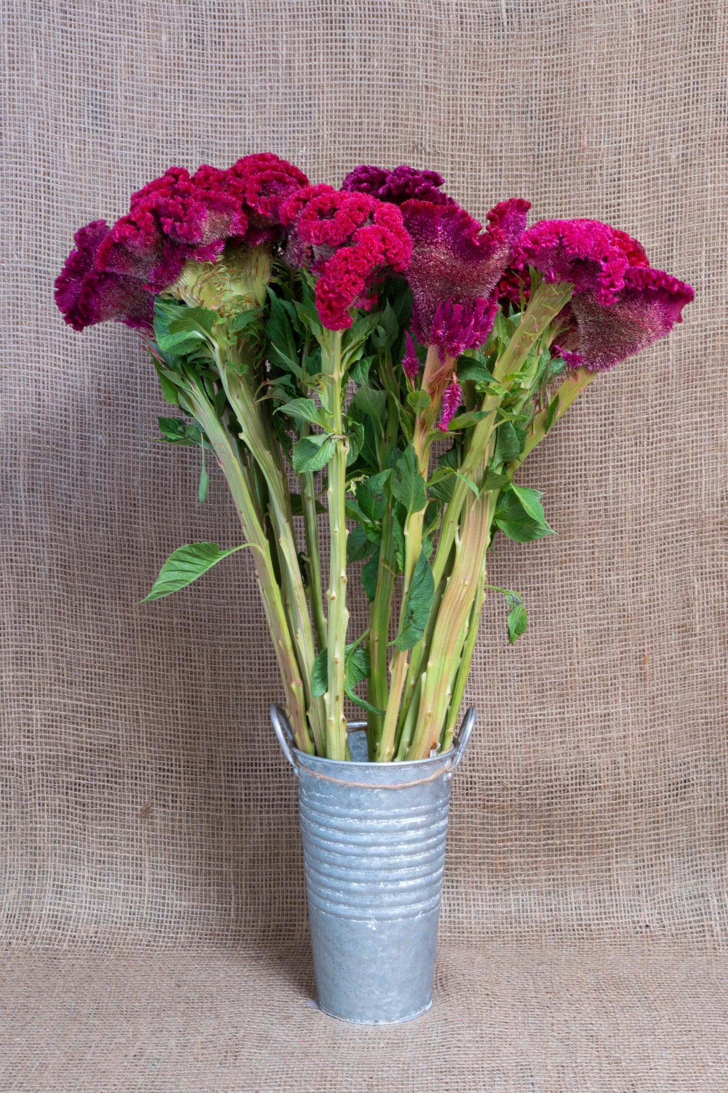 Celosia Cockscomb - Pink