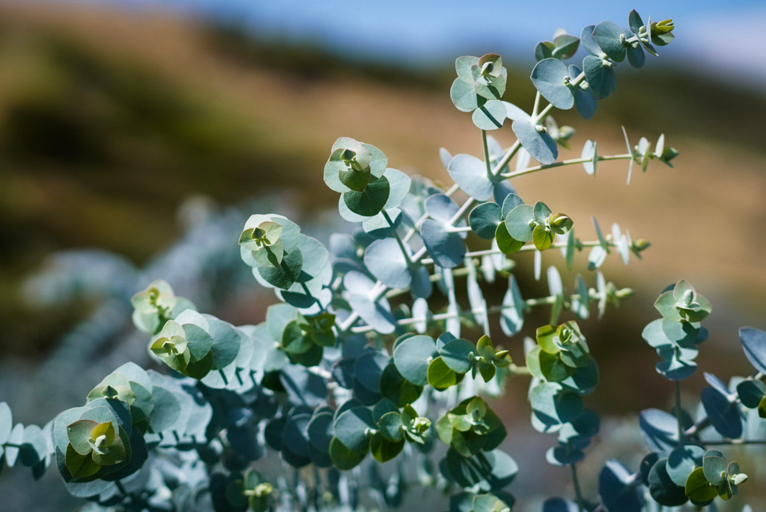 Baby Blue Eucalyptus is one of the most popular and wonderfully scented varieties that we grow on our San Diego farms