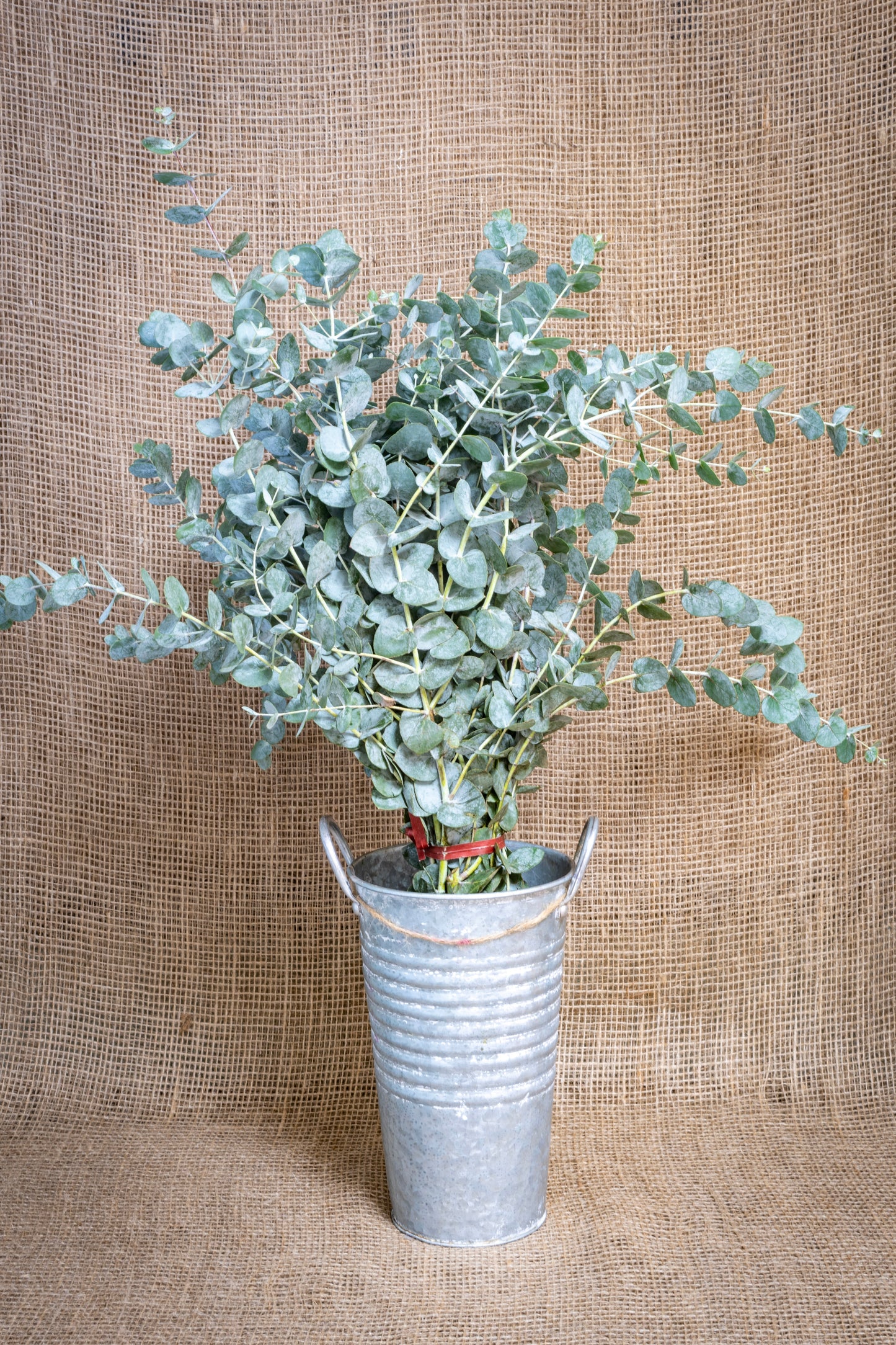 Eucalyptus - Cinerea