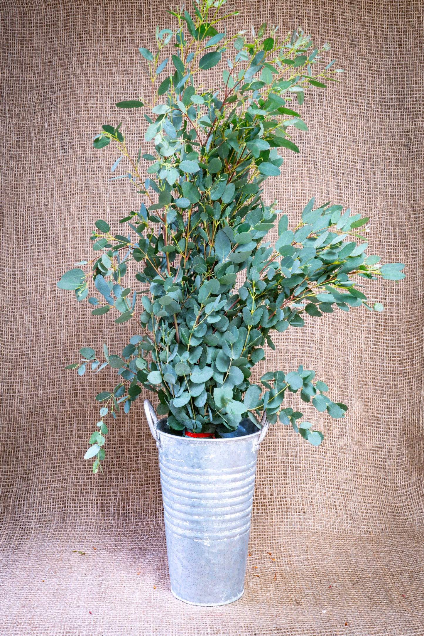 Eucalyptus - Gunnii