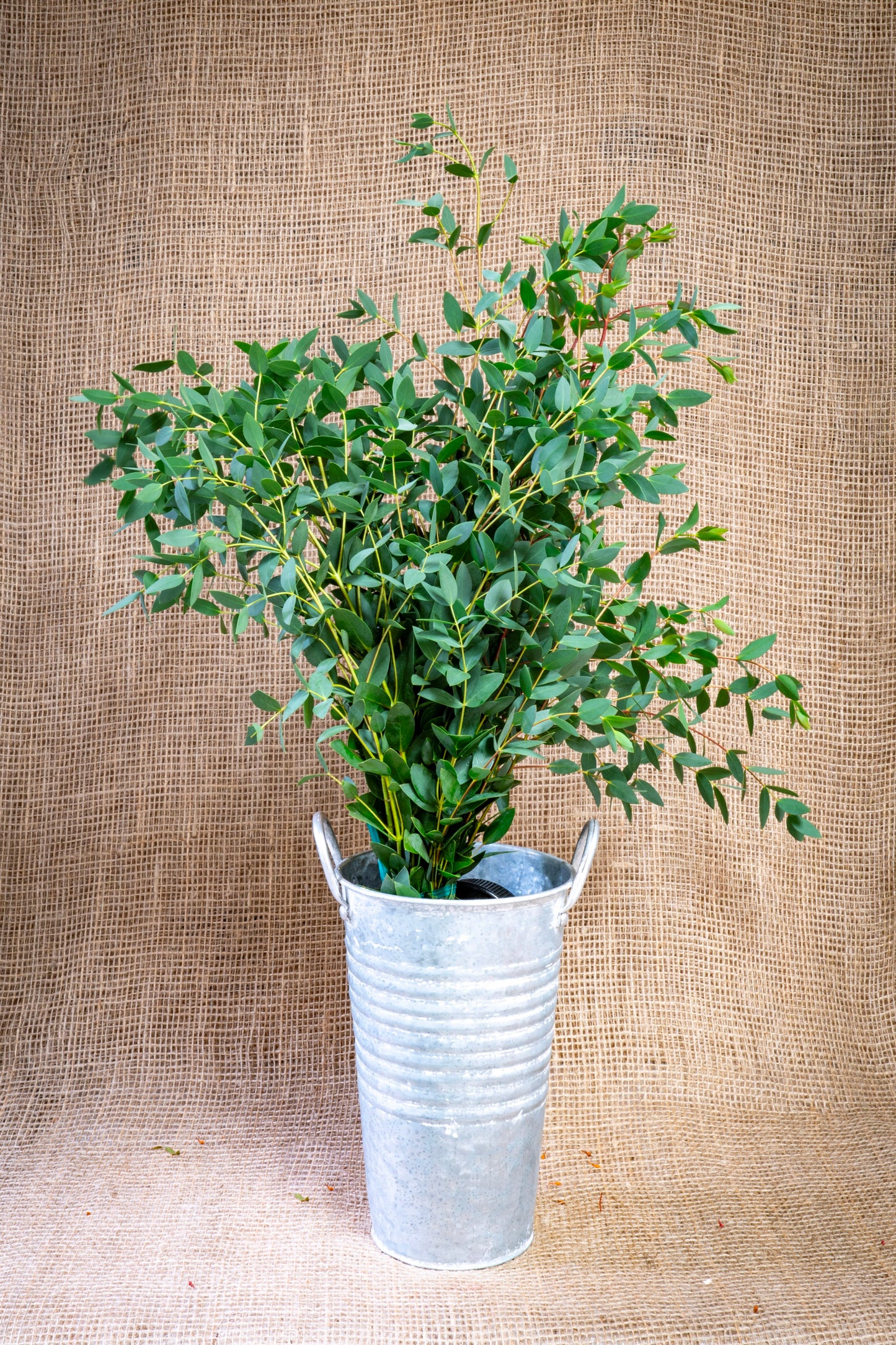 Eucalyptus - Parvifolia