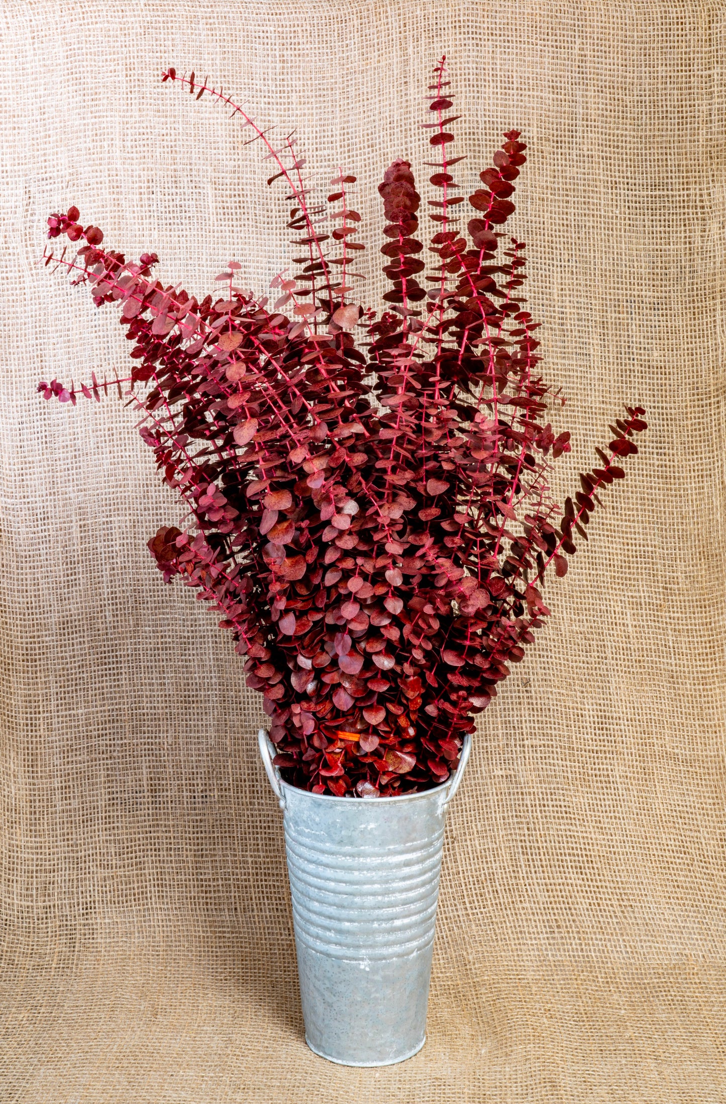 Eucalyptus - Baby Blue - Red Tinted