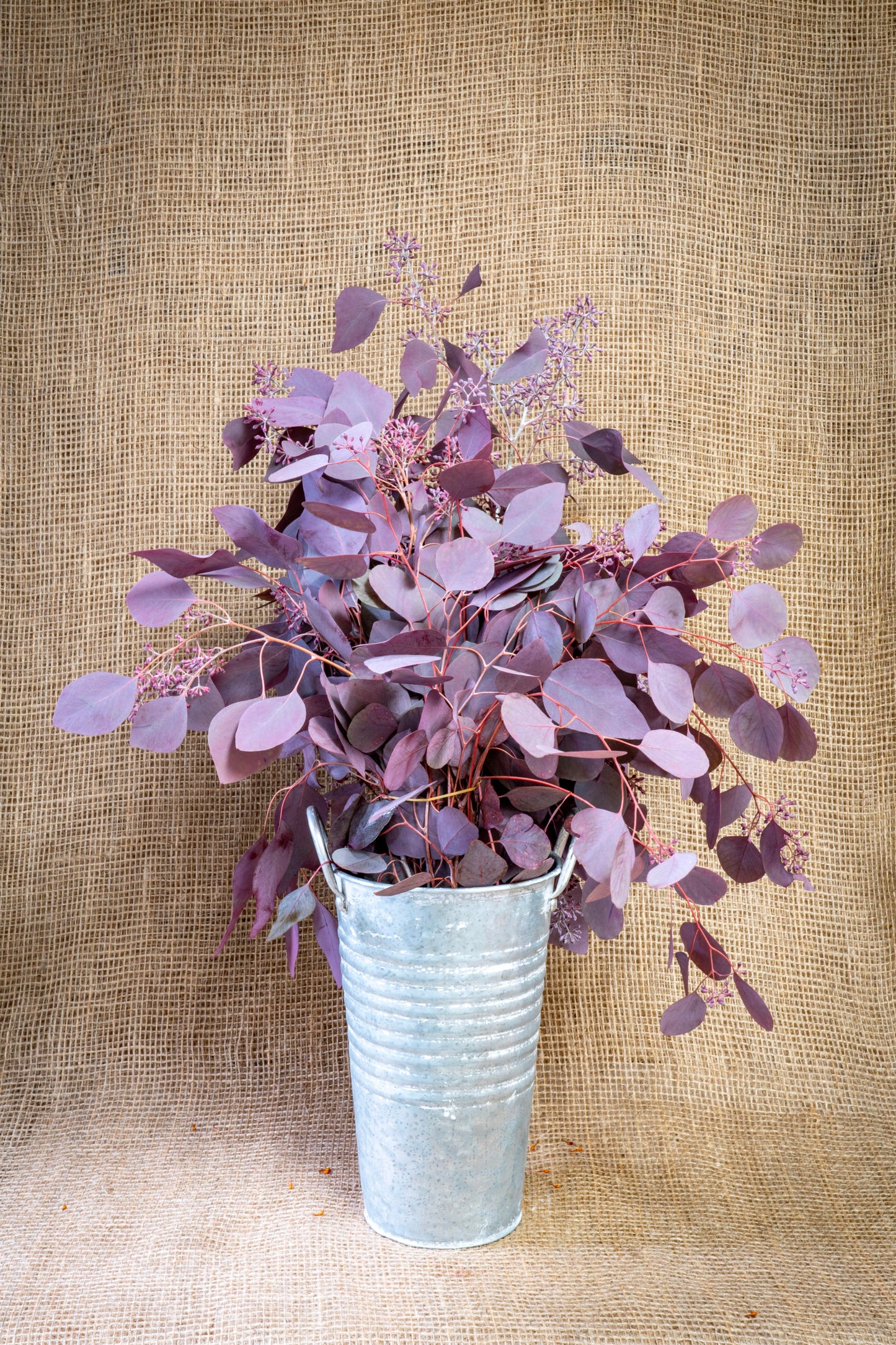 Eucalyptus - Seeded - Burgundy Tinted
