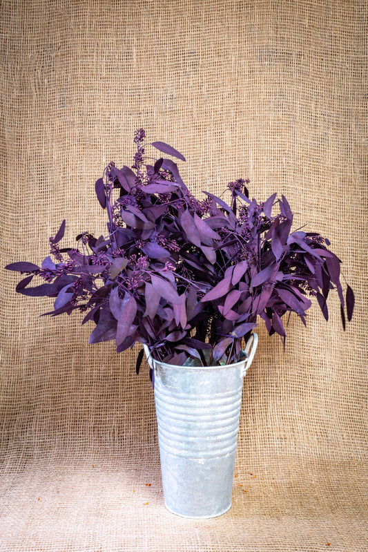 Eucalyptus - Seeded - Purple Tinted