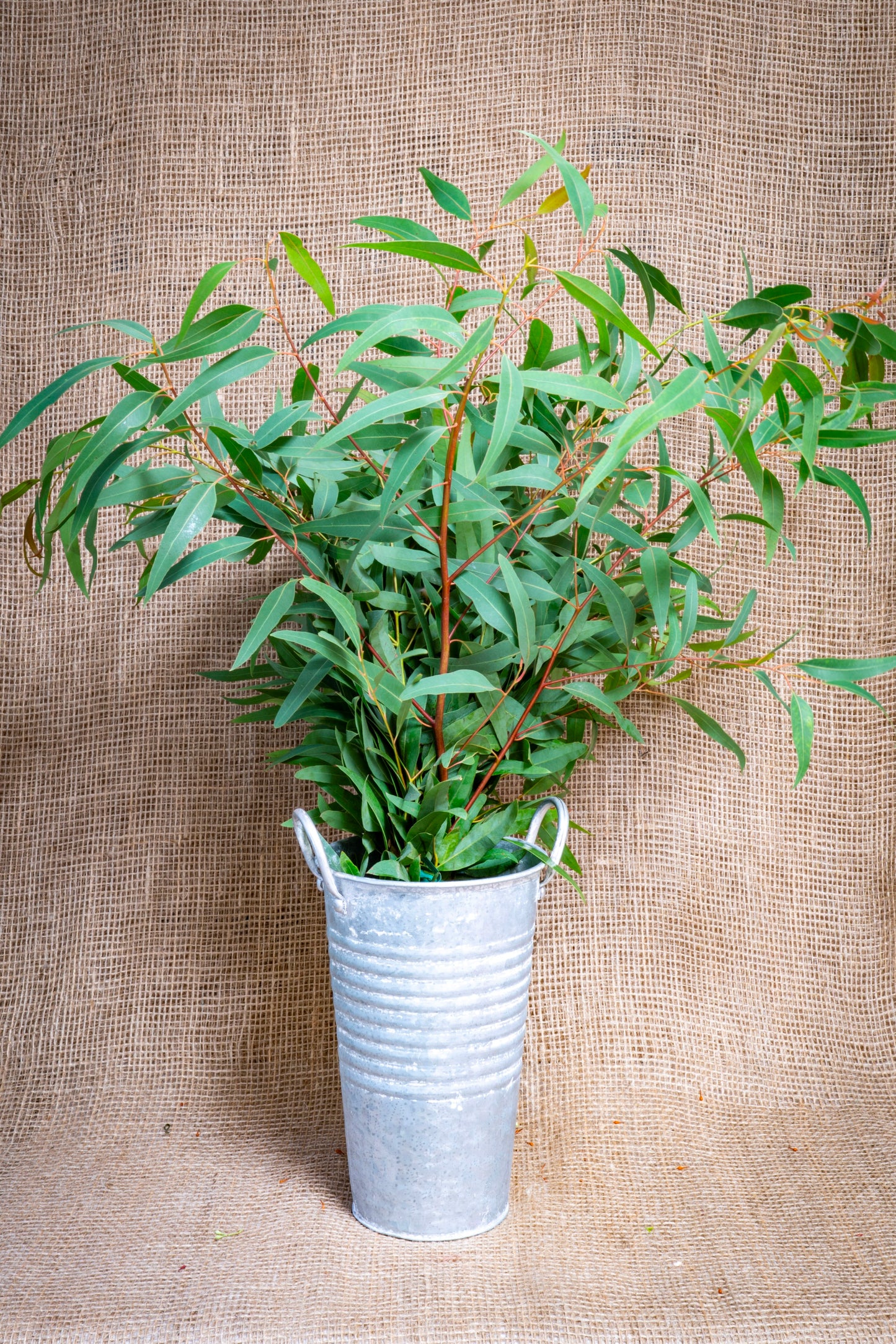 Eucalyptus - Willow