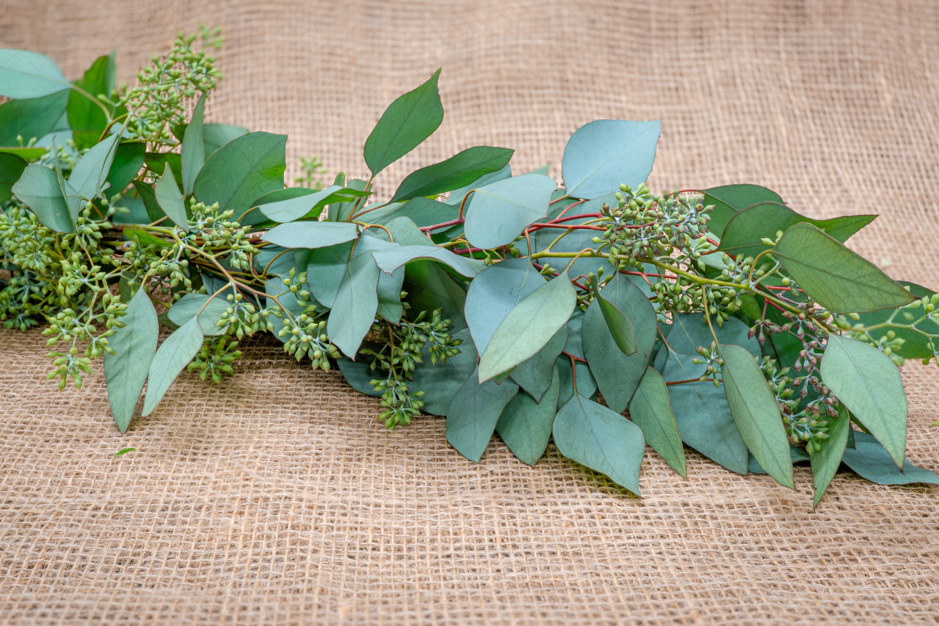 Seeded Eucalyptus Garland is a single item variety with dynamic depth thanks to the natural combination of blue green foliage and seed pods. 