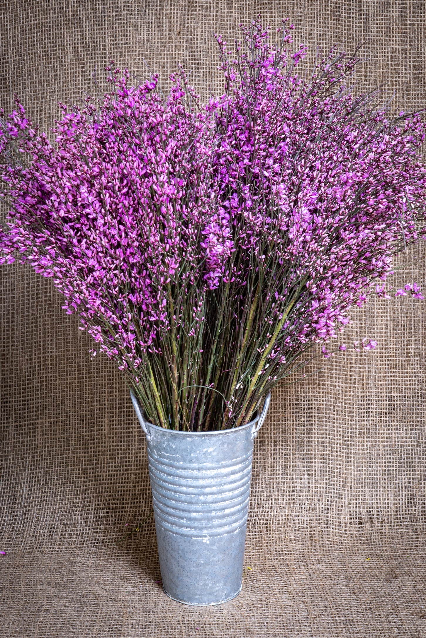 buy lavender plants in bulk Ginestra