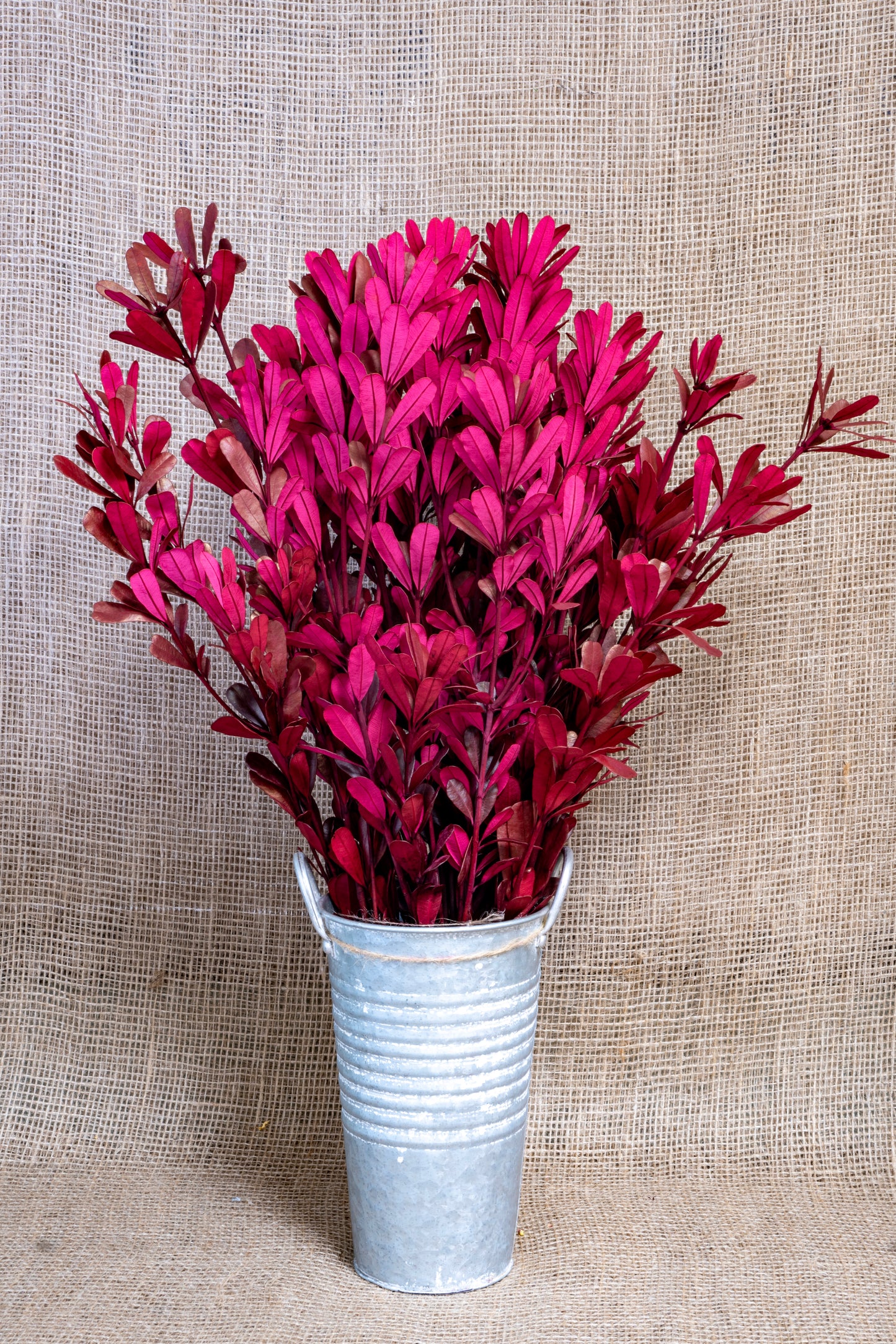 Integrifolia - Red Tinted