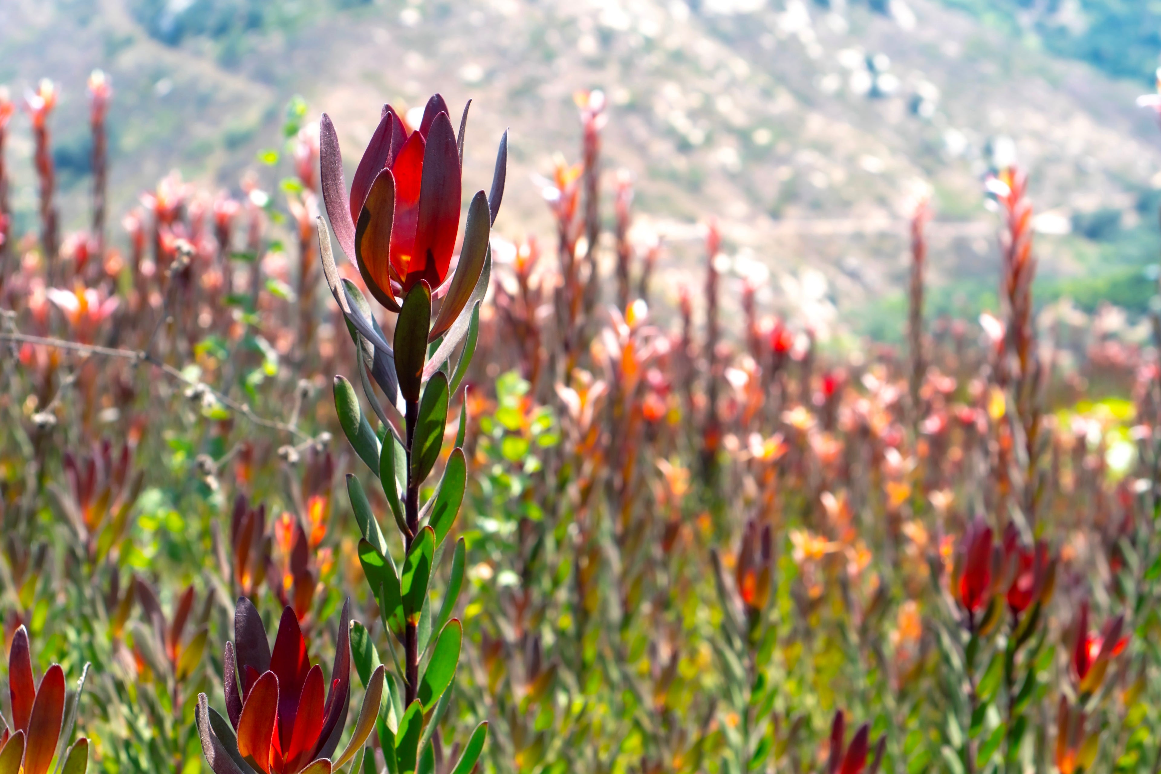 Safari Sunset is our top selling Leucadendron - famously sought after for its vibrant red, yellow and green hues.
