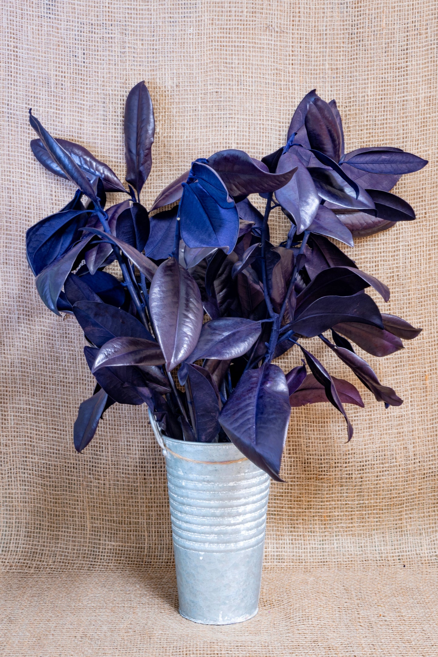 Magnolia - Purple Tinted