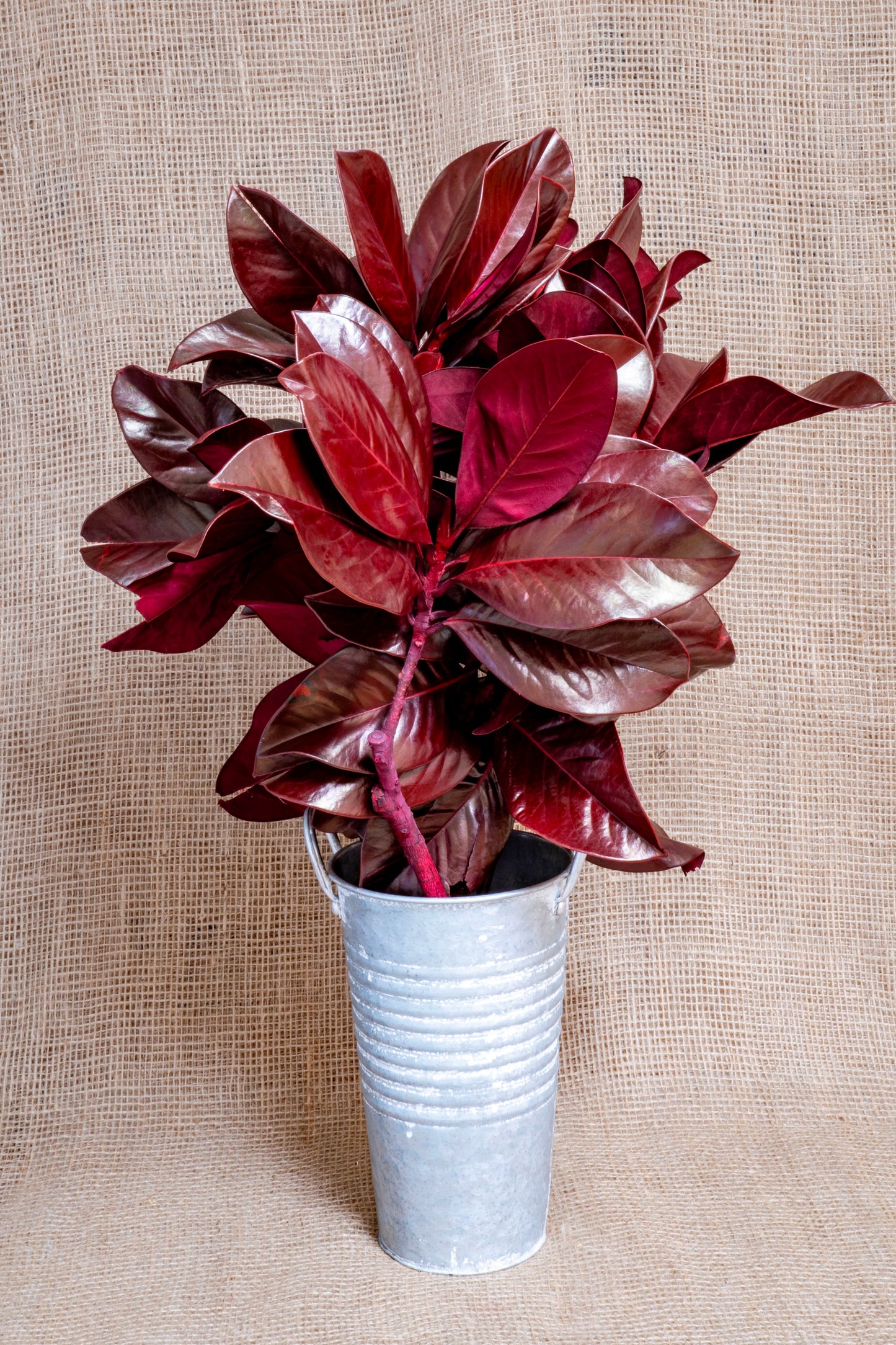 Magnolia - Red Tinted