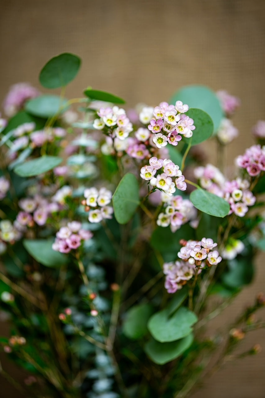 Sweetheart Arrangement - DIY Kit - Mixed Waxflower and Greens