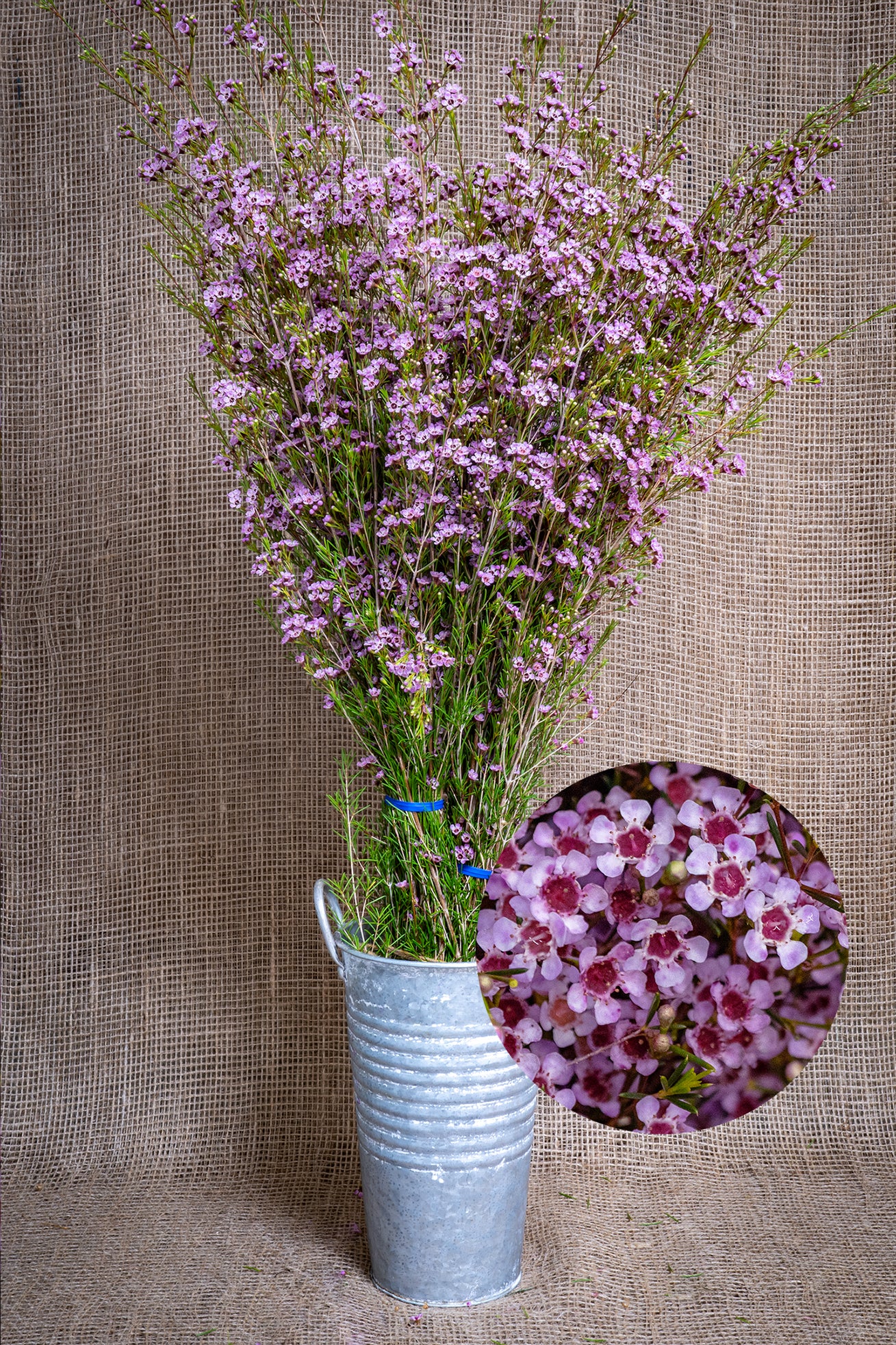 Waxflower - Juriens Brook