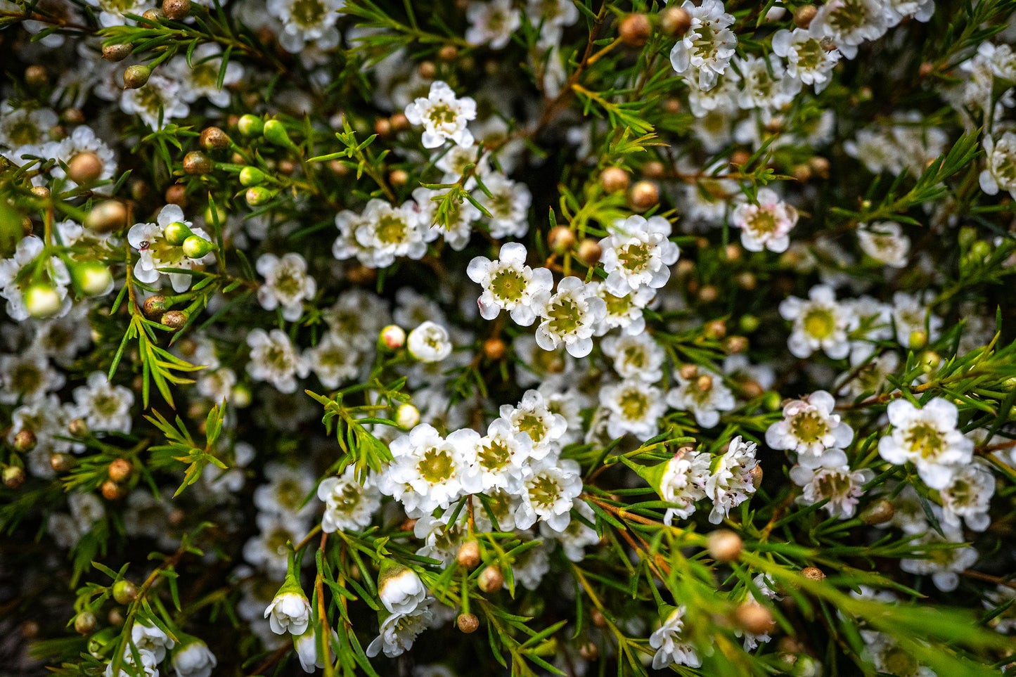 Waxflower - Lulu