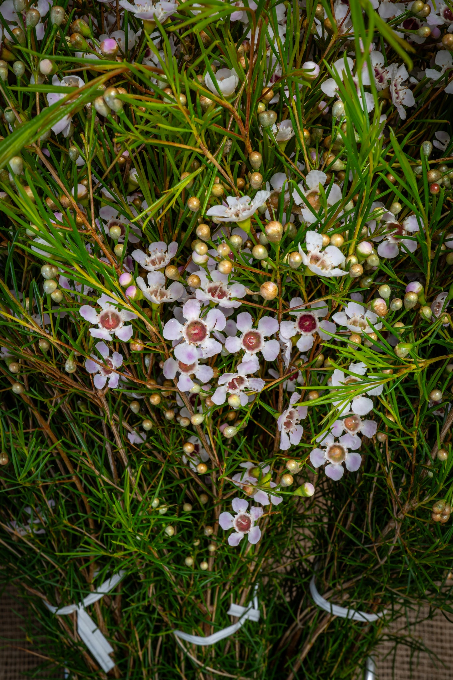 Waxflower - Strawberry Blush