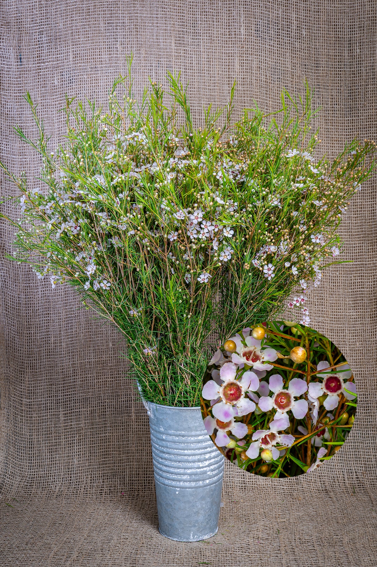 Waxflower - Strawberry Blush