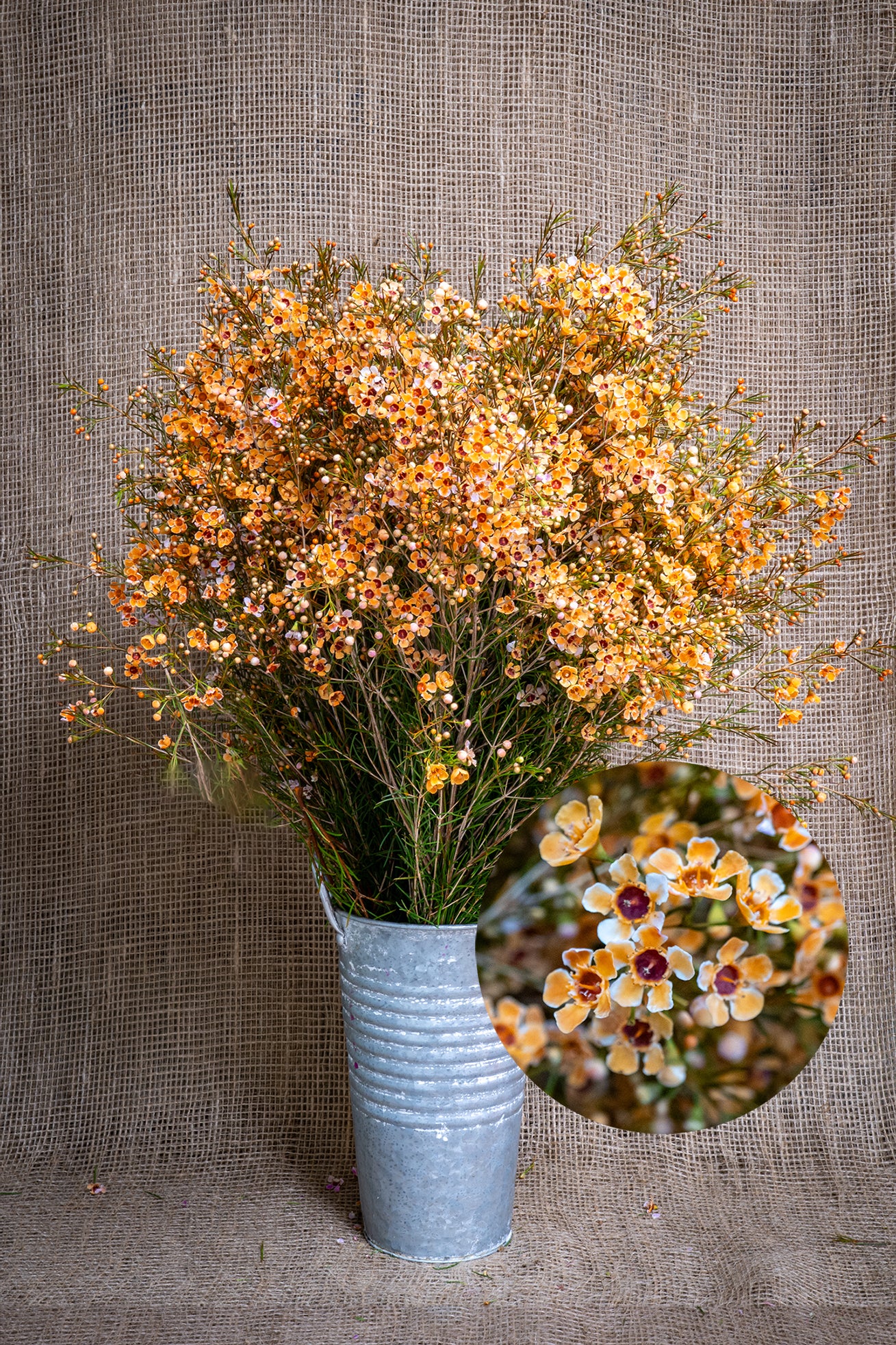 Waxflower - Tinted - Orange