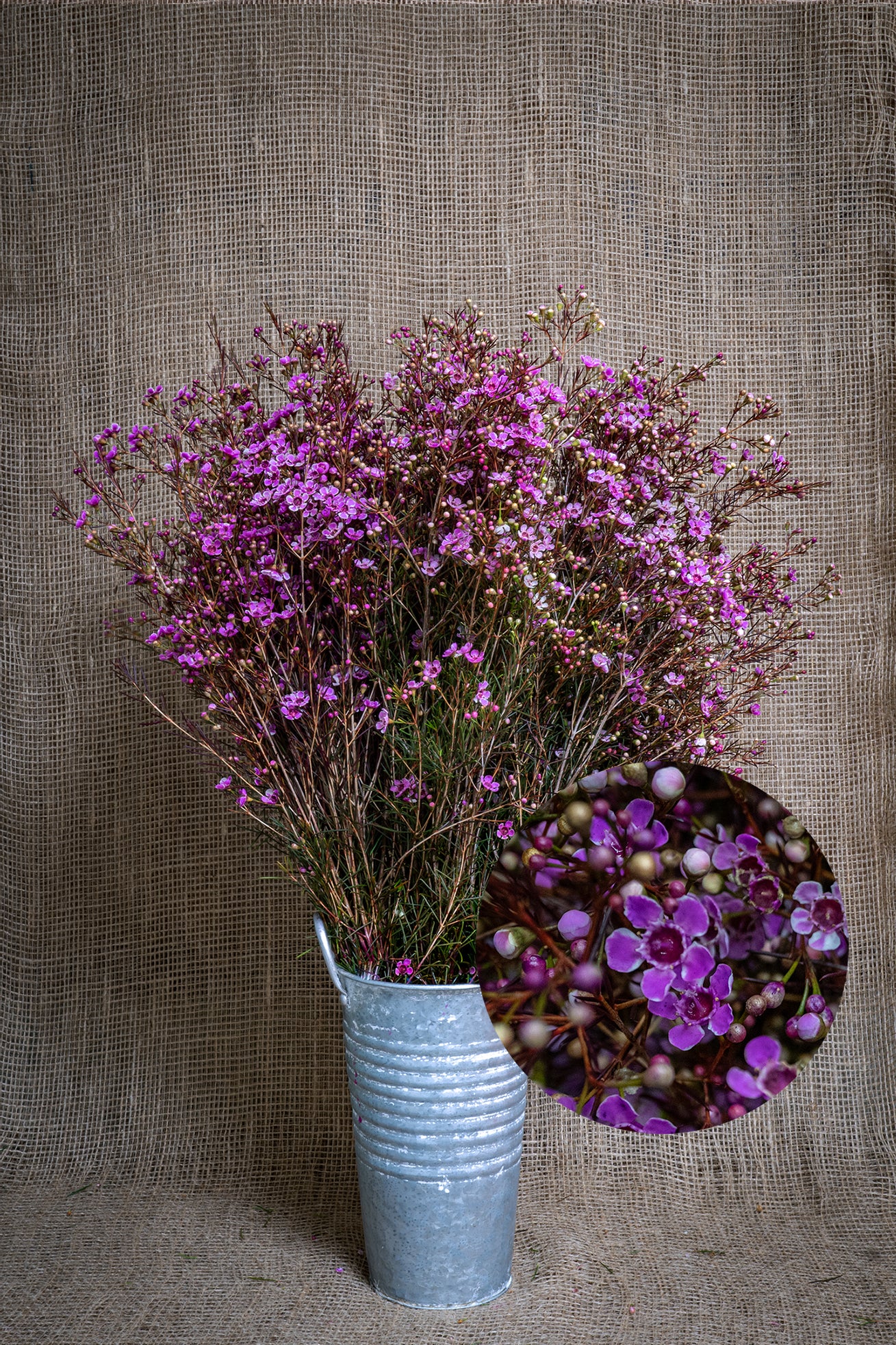 Waxflower - Tinted - Purple