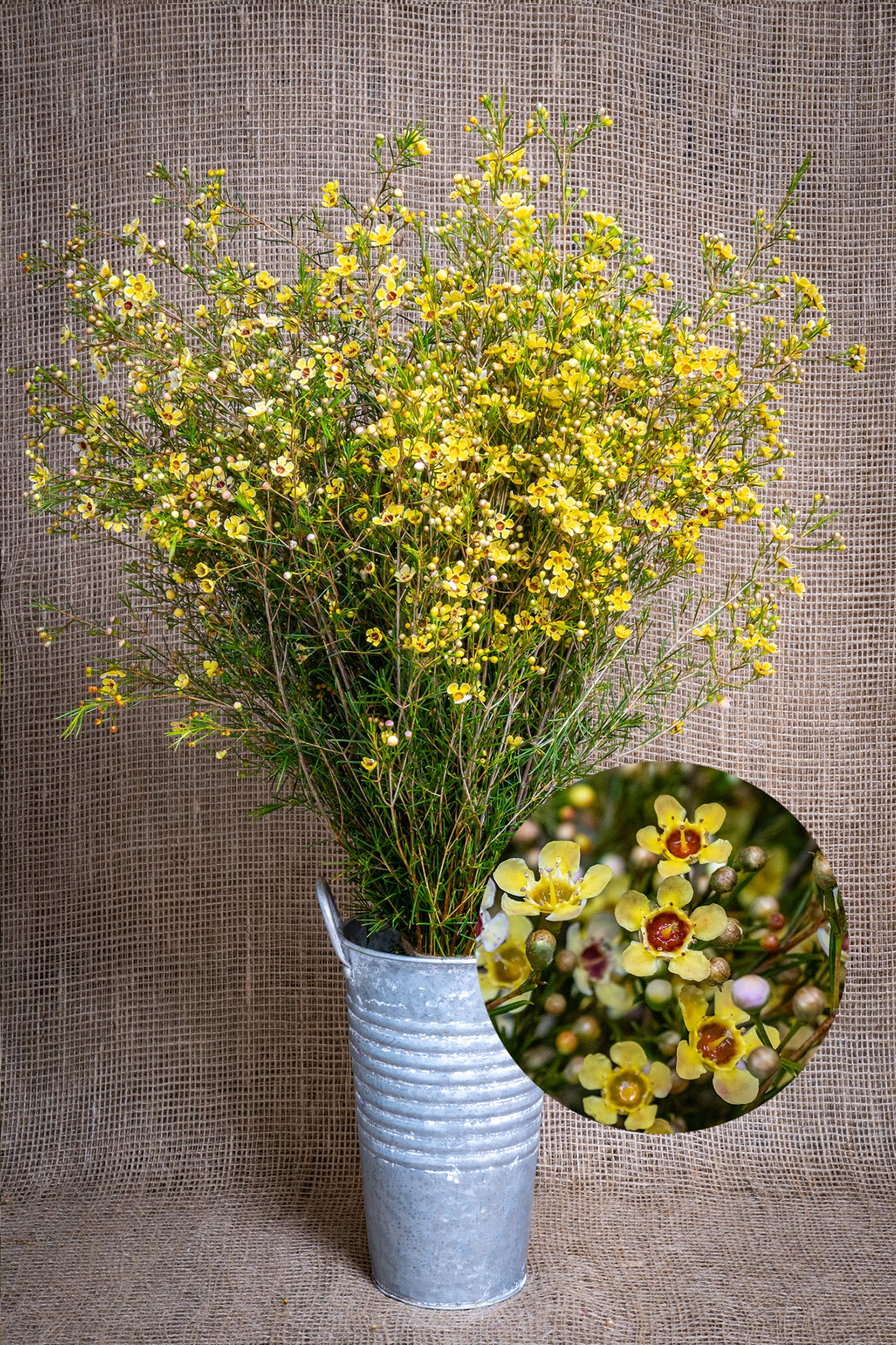 Waxflower - Tinted - Yellow