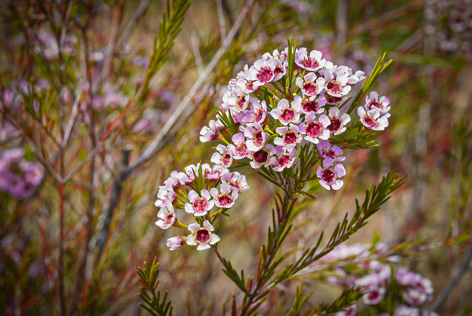 Painted Lady Waxflower is a wonderfully pink variety that is popular for Valentine's Day, Mother's Day, Weddings, Quincaneras, and every event in between. 