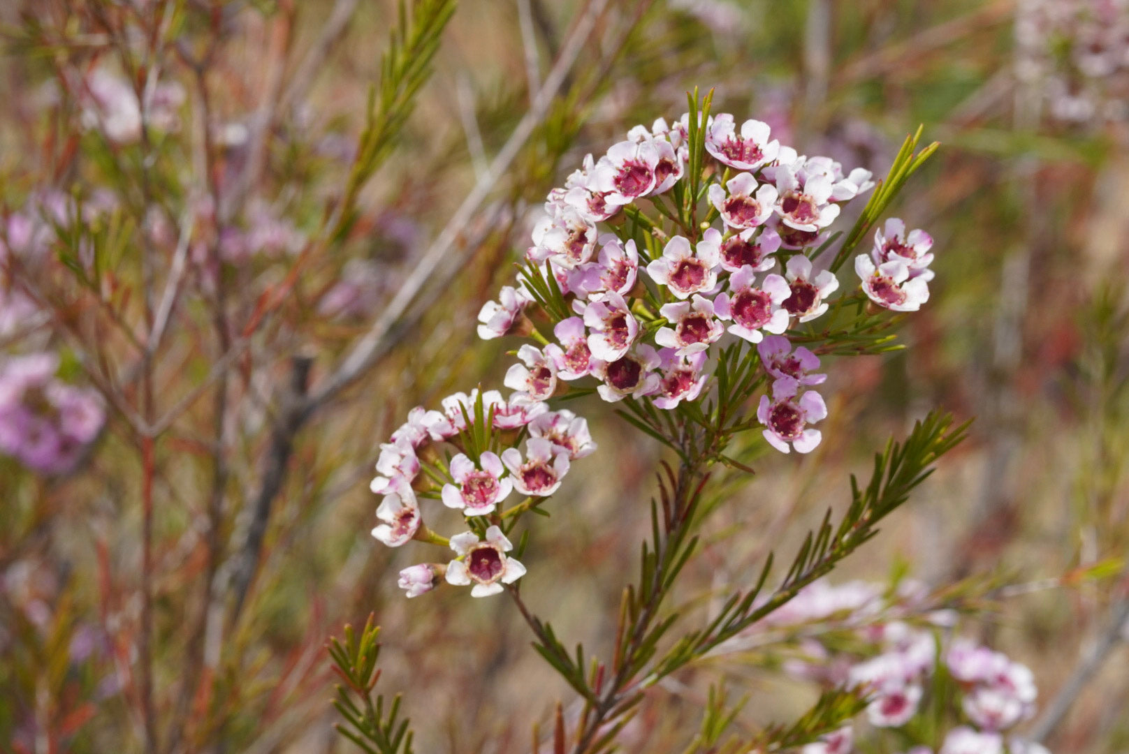 Waxflower (Chamelaucium) Varieties – CalMex Floral