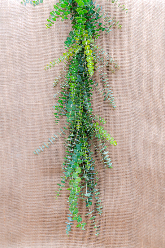 Baby Blue Eucalyptus Garland for Weddings, Corporate Events, Birthdays, and Wholesale