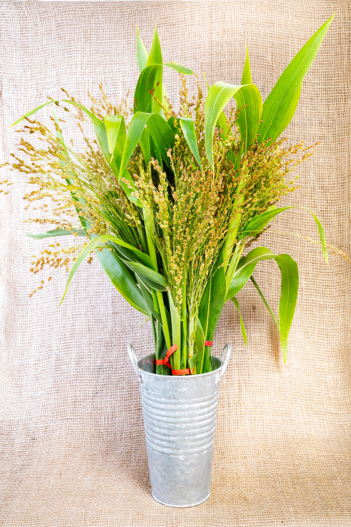 Broomcorn Millet sold in growers bunches for florists, designers, and resellers - wholesale quantities and pricing