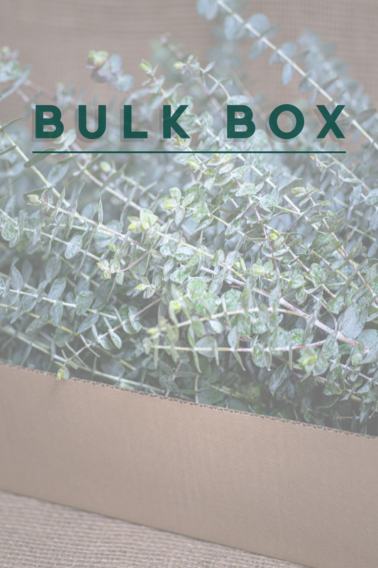 DIY Arrangement Kit - Eucalyptus - Baby Blue