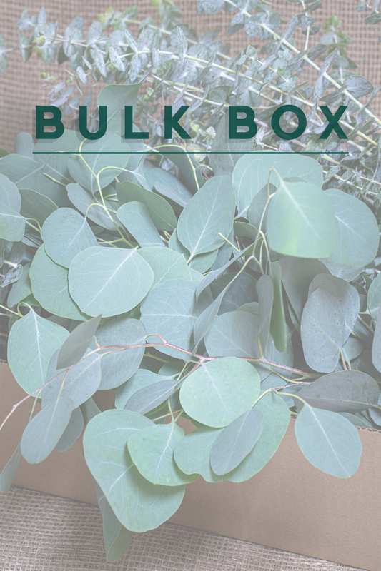DIY Arrangement Kit - Mixed Eucalyptus - Baby Blue + Silver Dollar