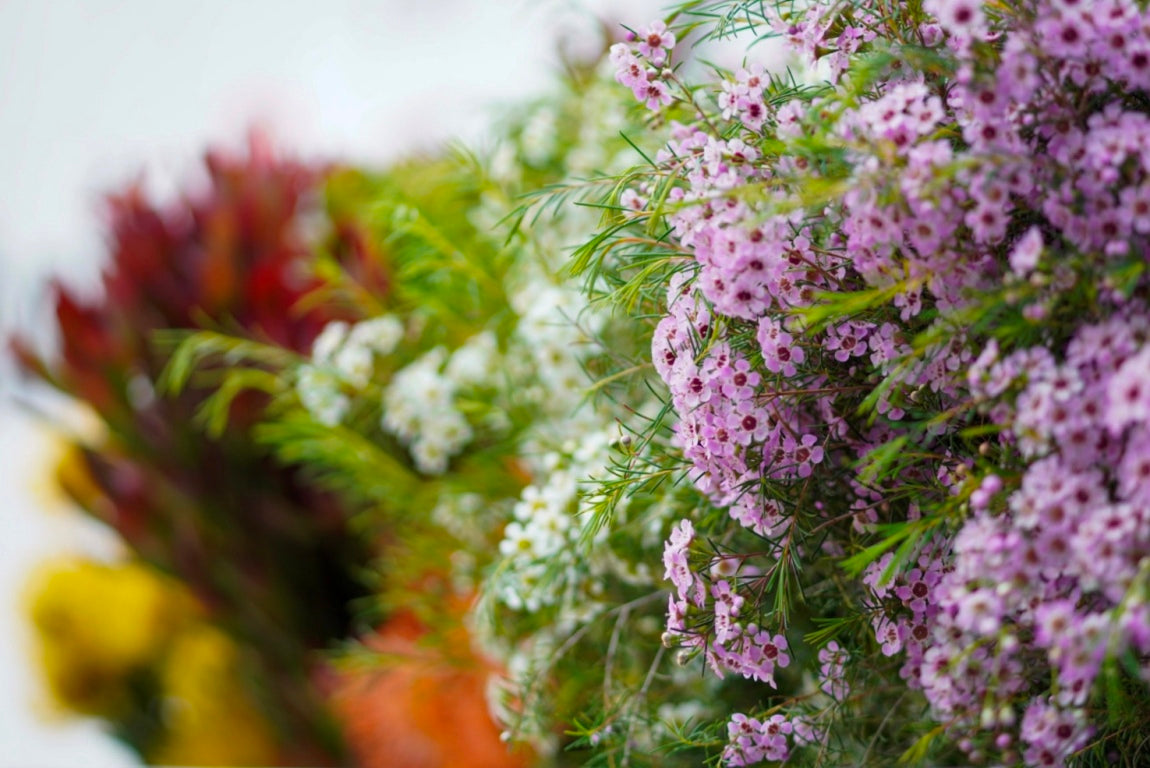Waxflower Variety Guide | Colors, Seasons & Floral Uses – CalMex Floral