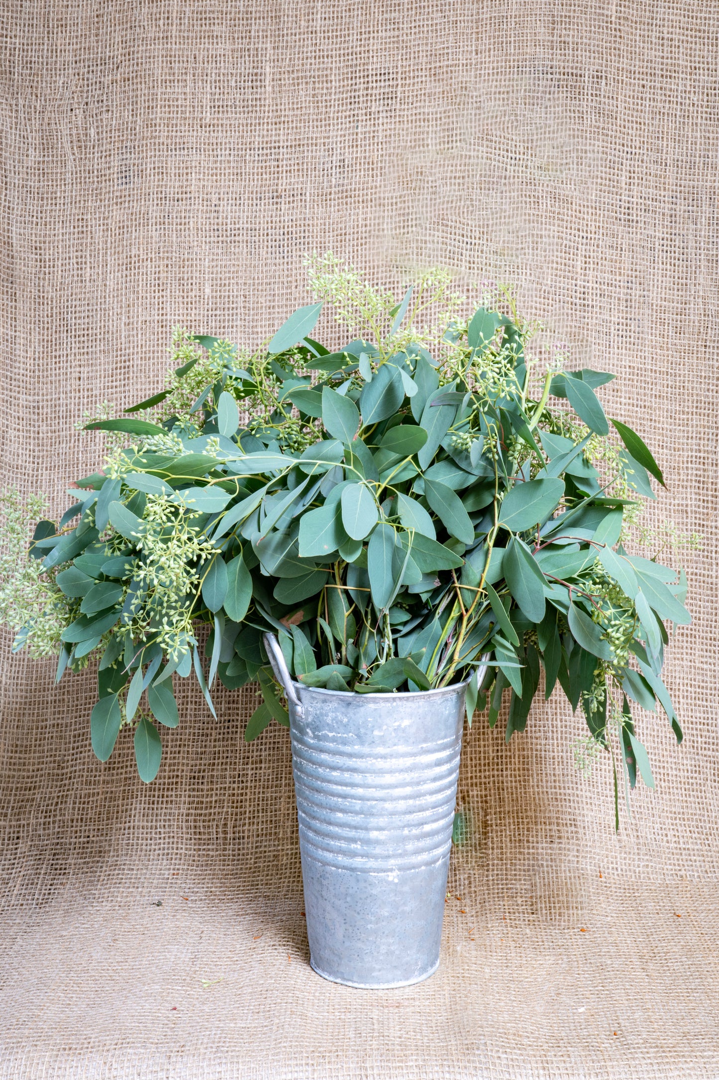 Eucalyptus - Seeded