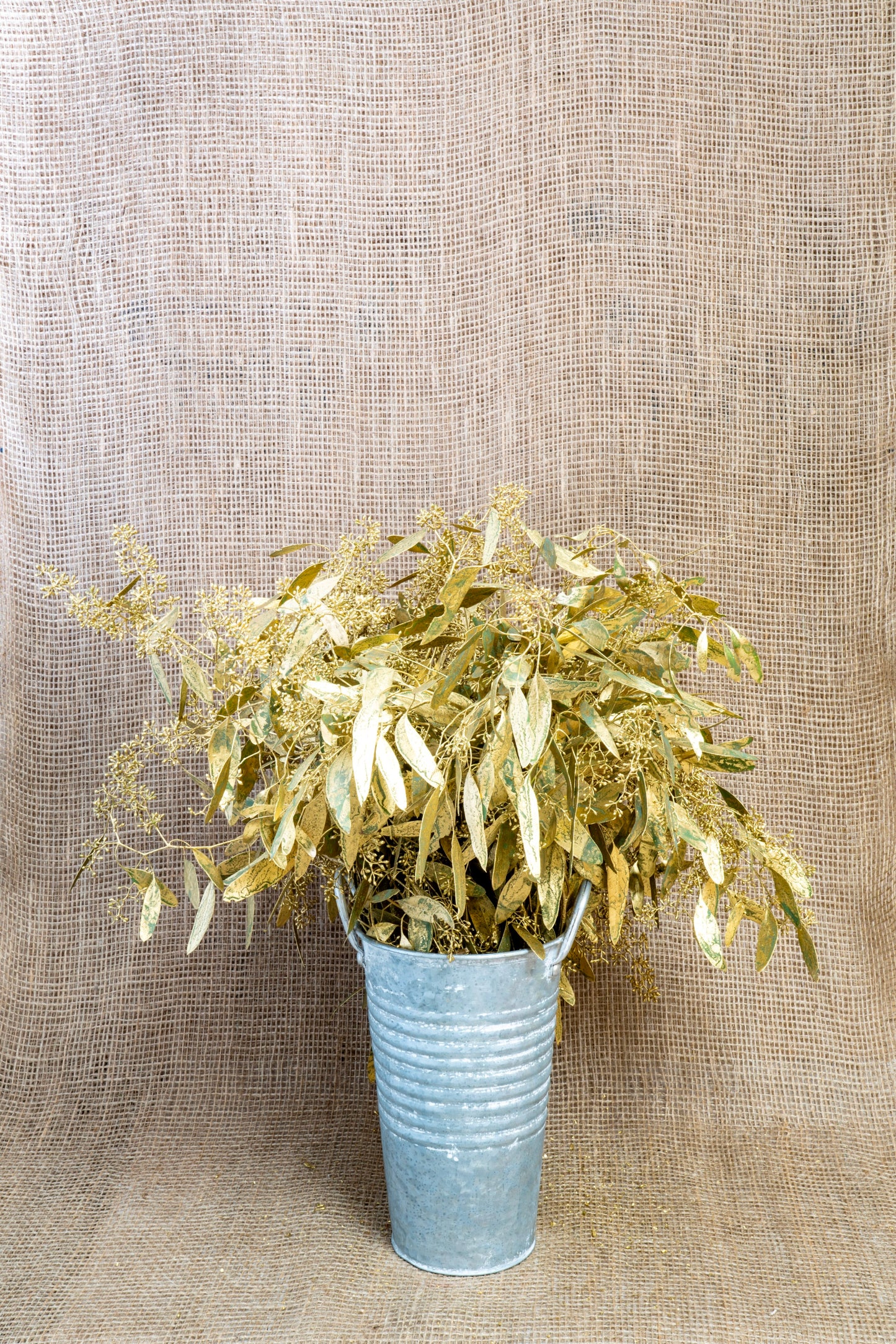 Eucalyptus - Seeded - Gold Tinted