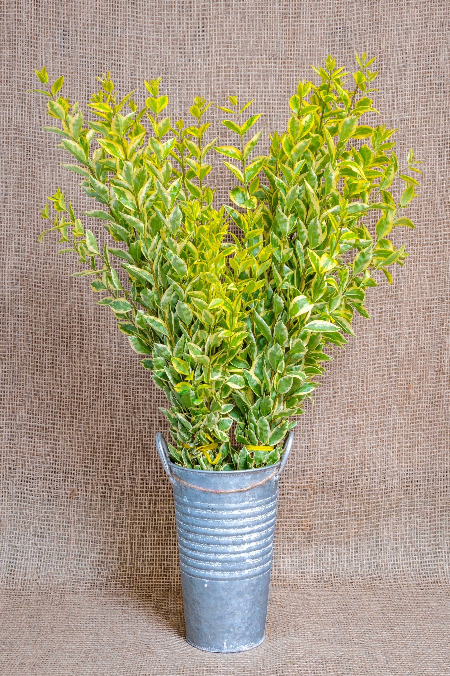 Euonymus Ligustrum - Bi-Color