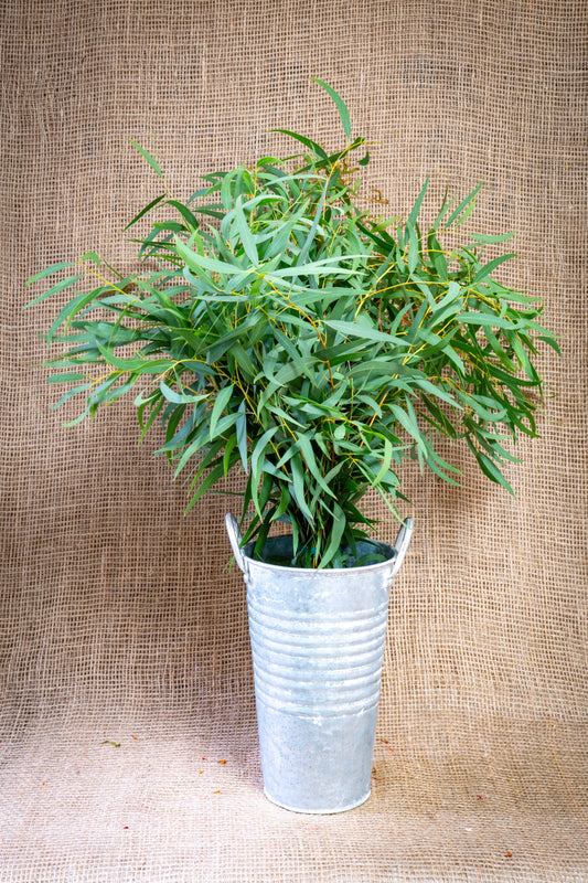 Eucalyptus - Feather