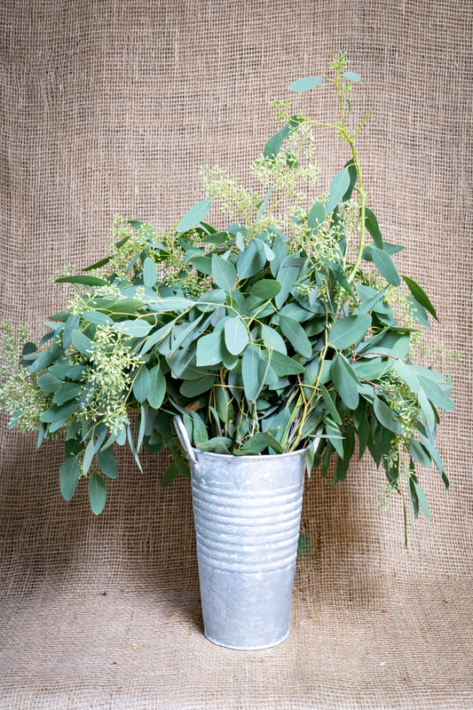 Eucalyptus - Seeded