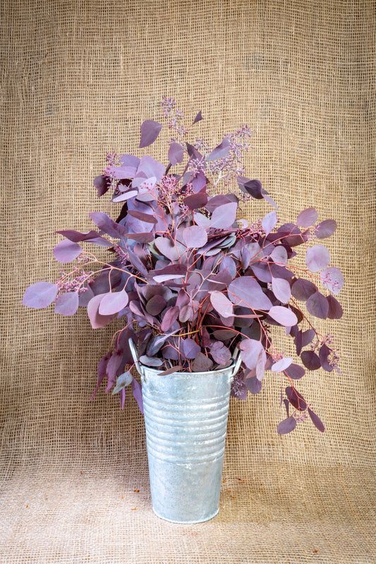 Eucalyptus - Seeded - Burgundy Tinted