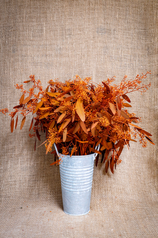 Eucalyptus - Seeded - Orange Tinted