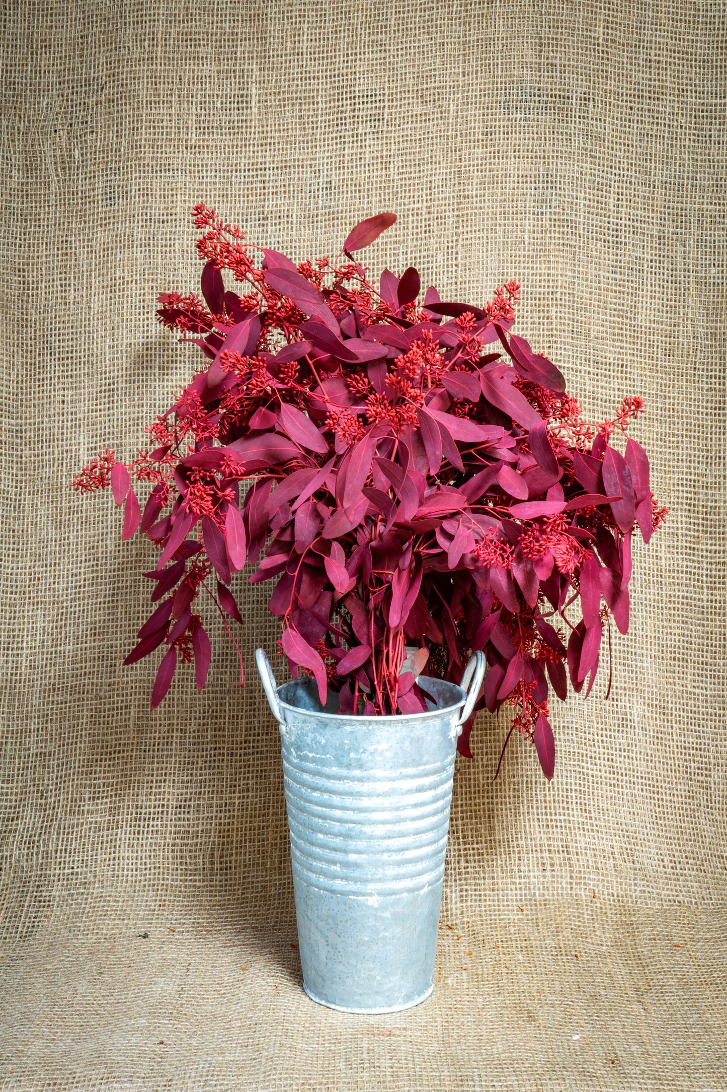 Eucalyptus - Seeded - Red Tinted