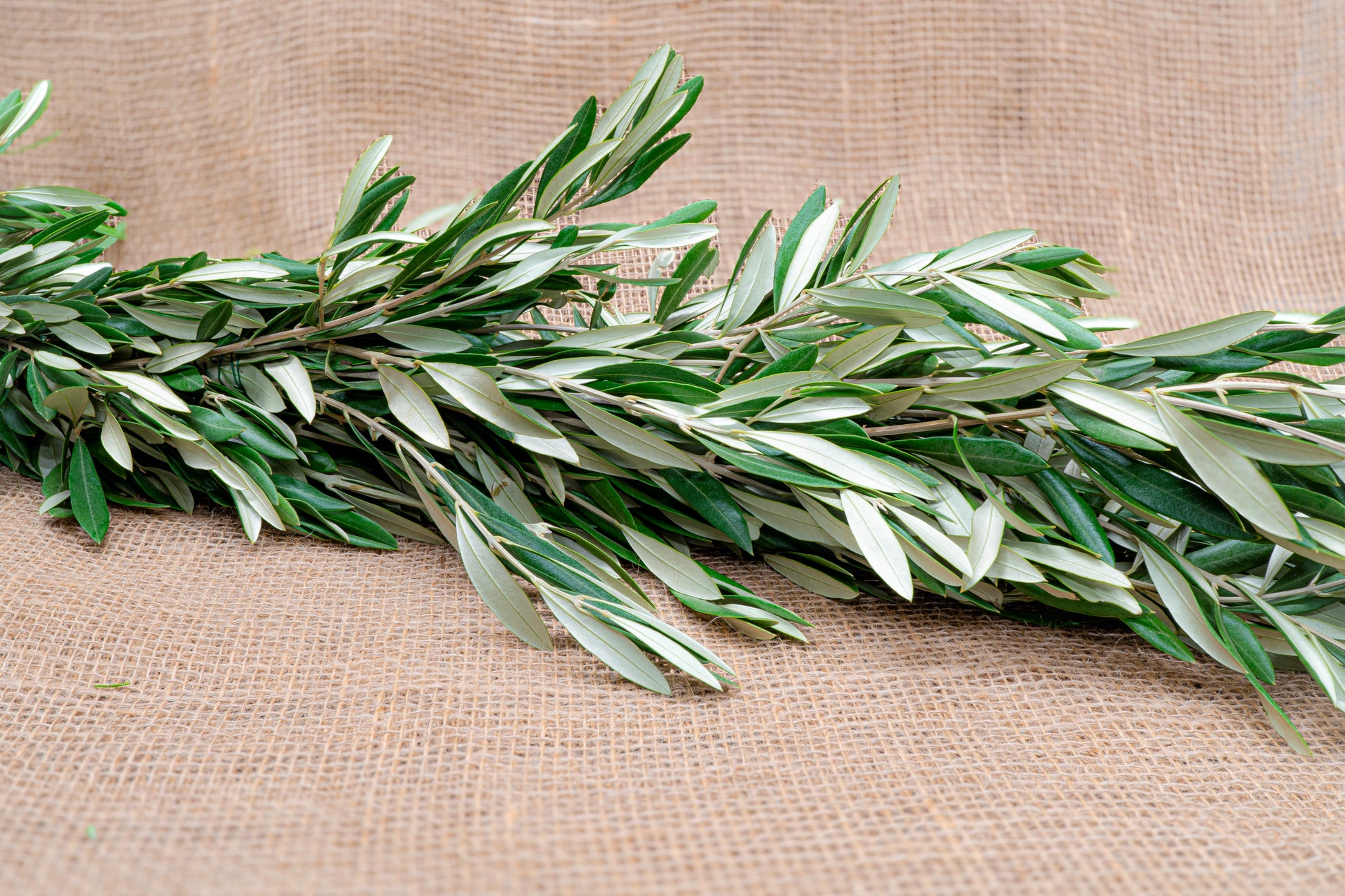 Olive Branch Garlands add a Mediterranean energy and look to table settings and events. 