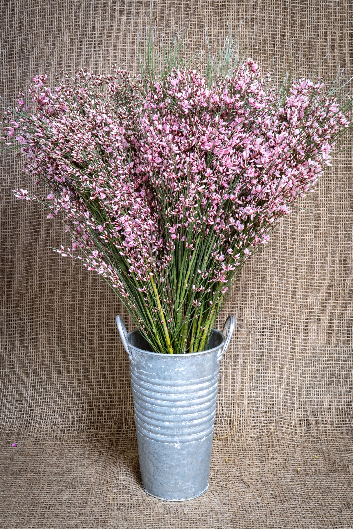 Ginestra - Pink
