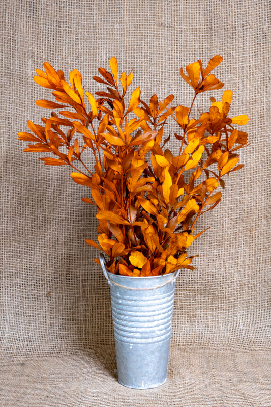 Integrifolia - Orange Tinted