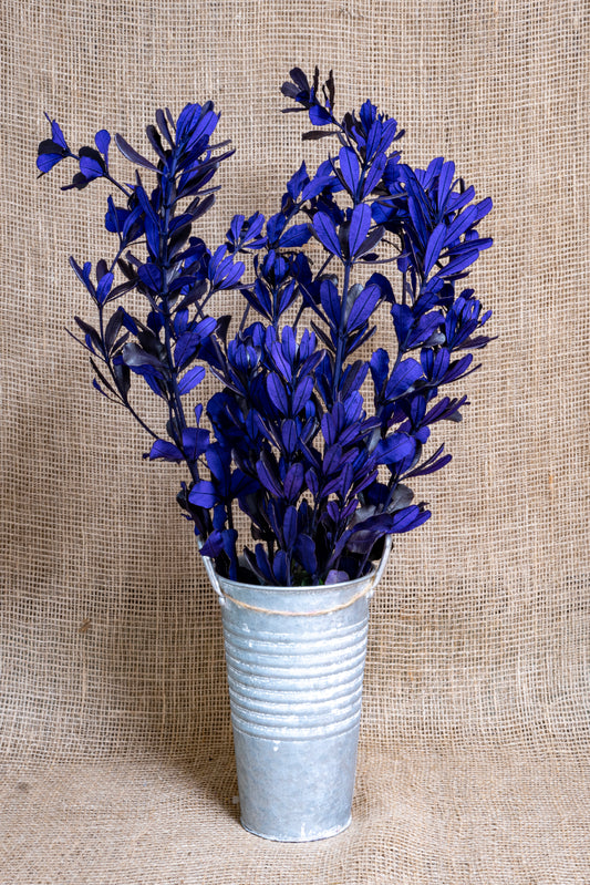 Integrifolia - Purple Tinted